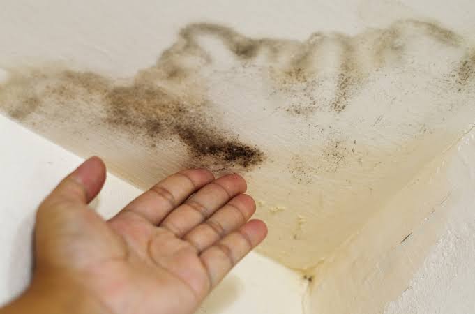 Hand near mold growth on interior ceiling with damp stains.
